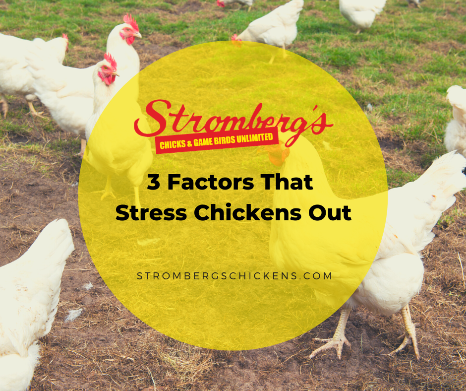 3 Factors that Stress Chickens Out - Strombergs