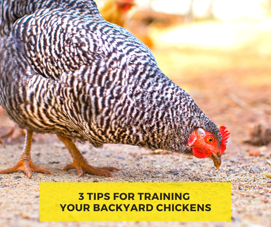 3 Tips for Training Your Backyard Chickens
