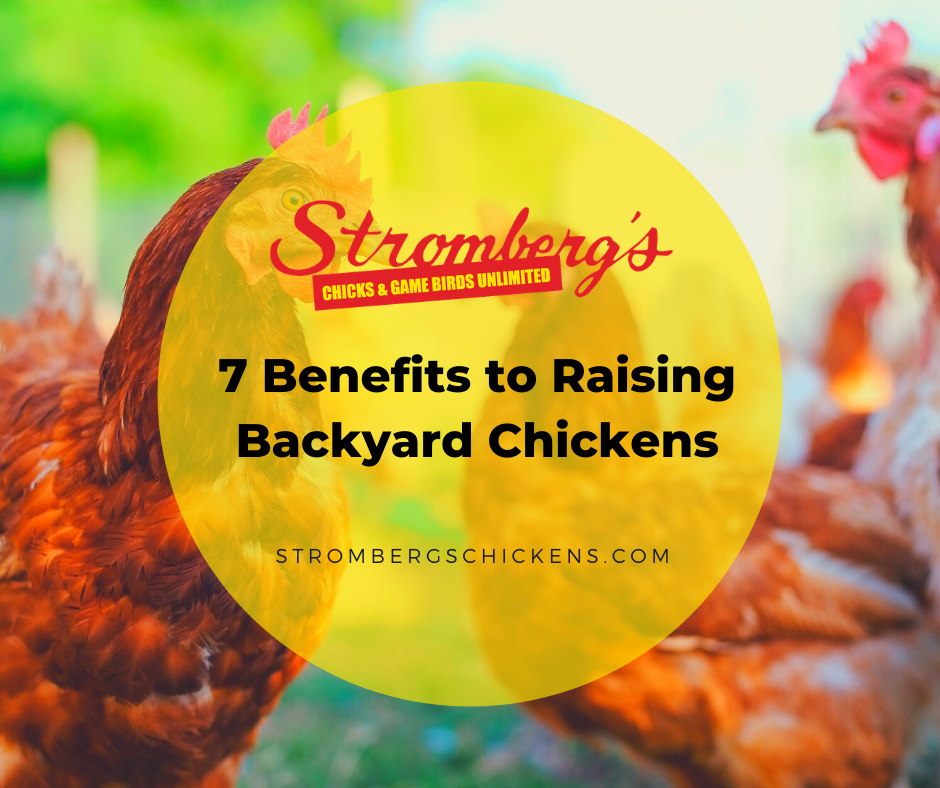 7 Benefits to Raising Backyard Chickens