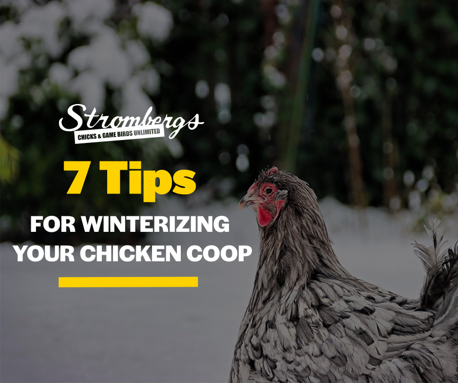 7 Tips for Winterizing Your Chicken Coop - Strombergs