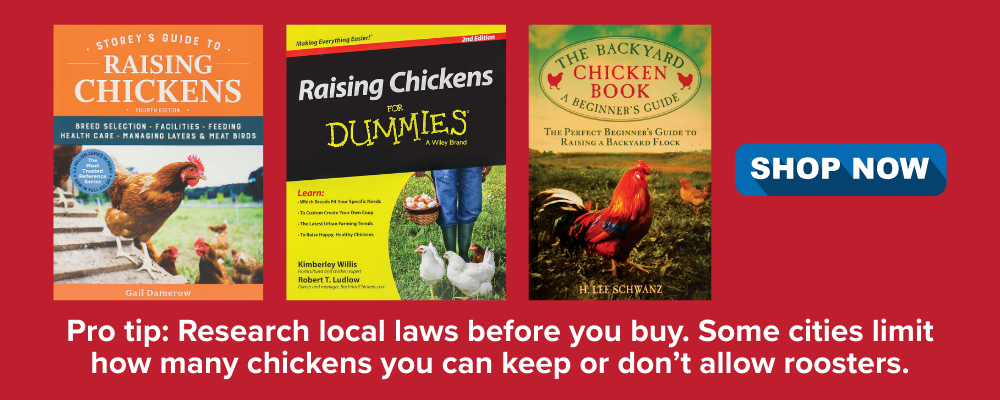 Research for Raising Chickens Research for Raising Chickens
