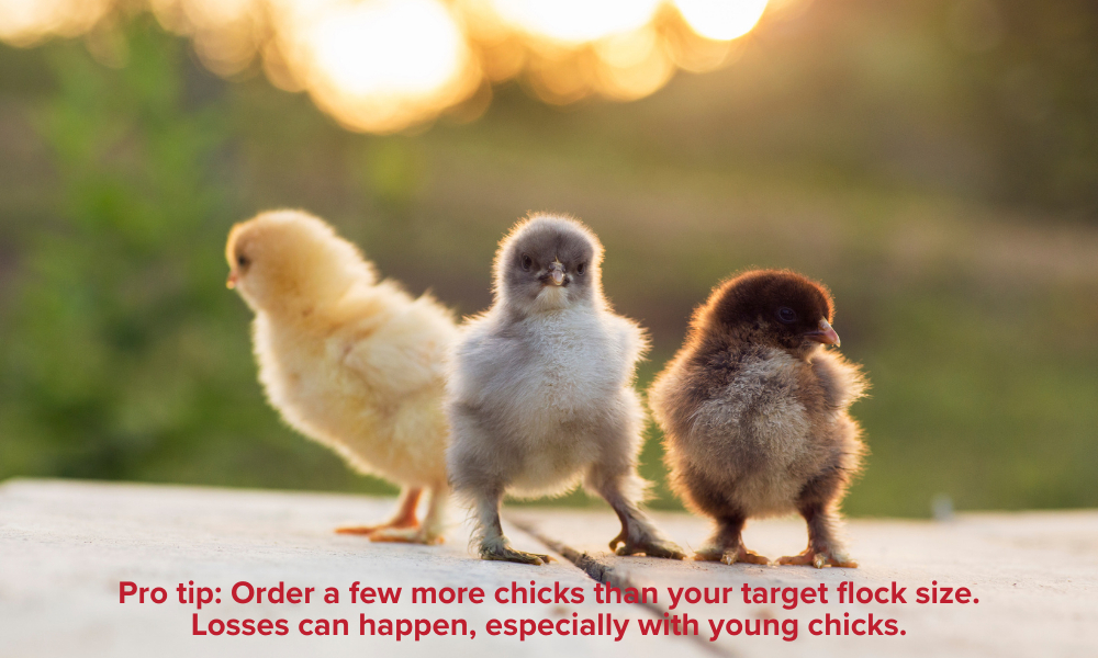 Order Your Birds Order Chicks for Your Flock
