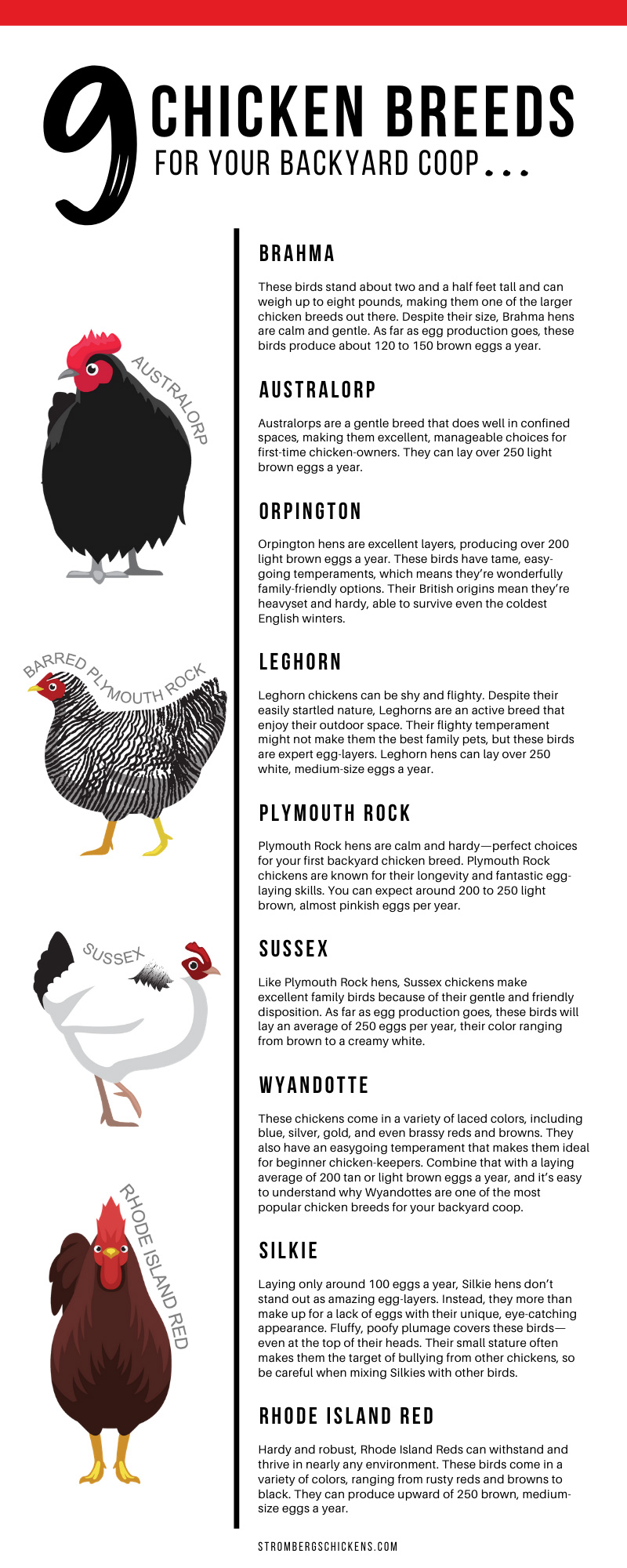 Brahma • Insteading Chicken Breeds Guide