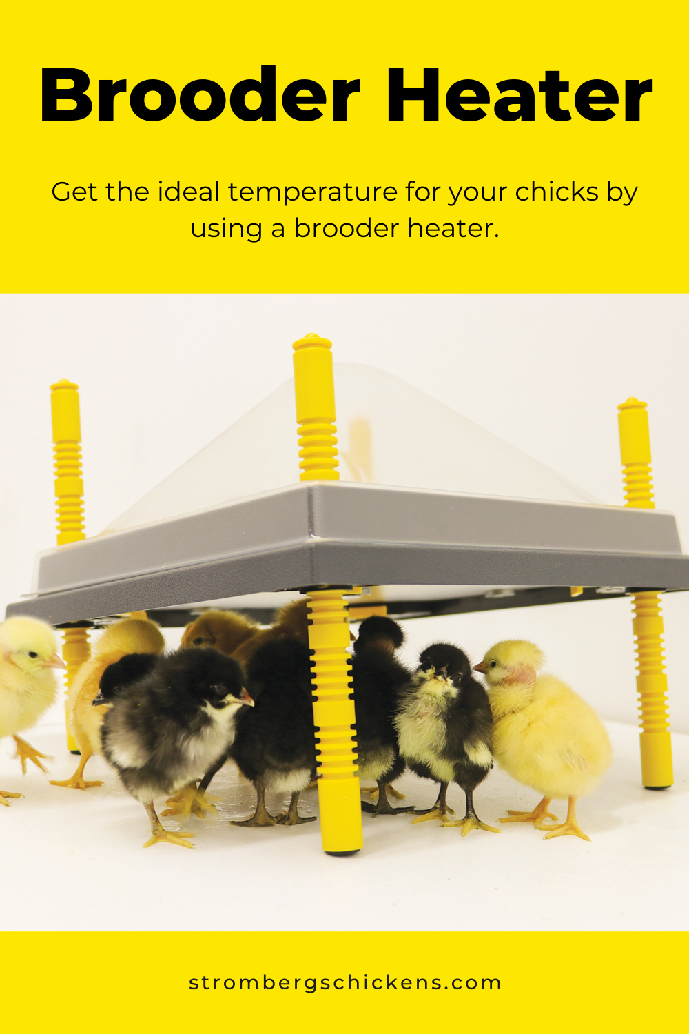 brooder heater for ideal temperature for your chicks