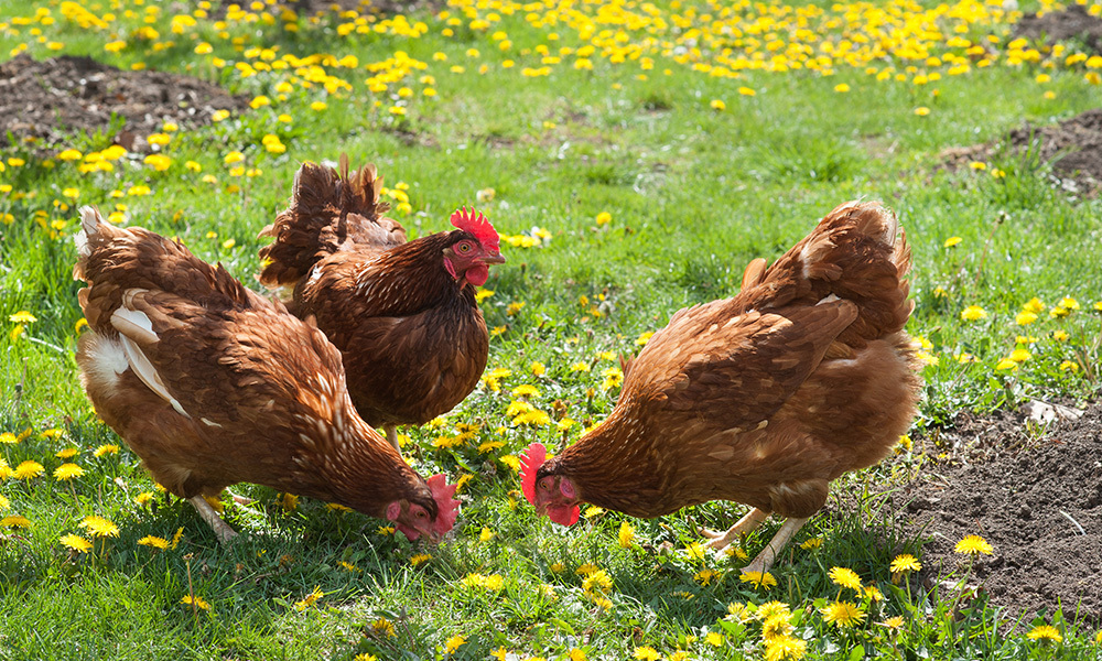 chickens-grazing.jpg