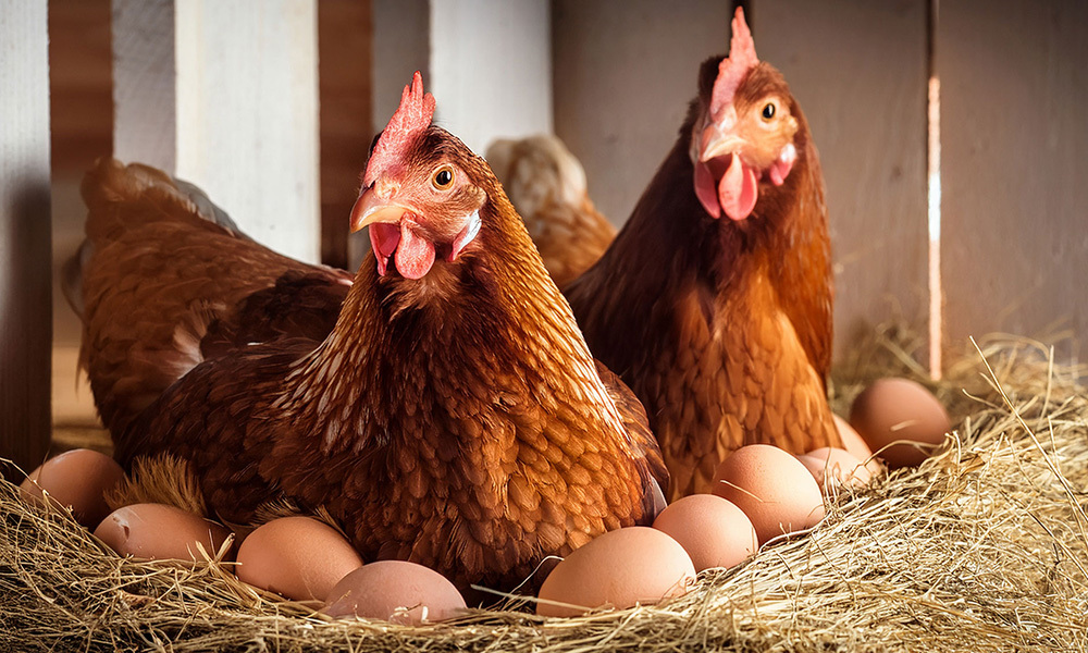 chickens-nesting-on-eggs.jpg