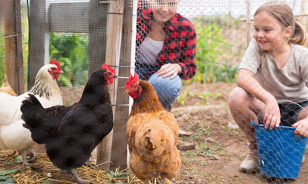 child-looking-at-chickens-through-fencing-adobestock.jpg