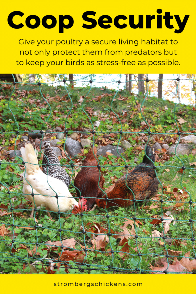 3 Factors that Stress Chickens Out - Strombergs