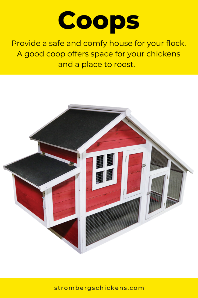 How to Keep Chickens in an Urban Environment