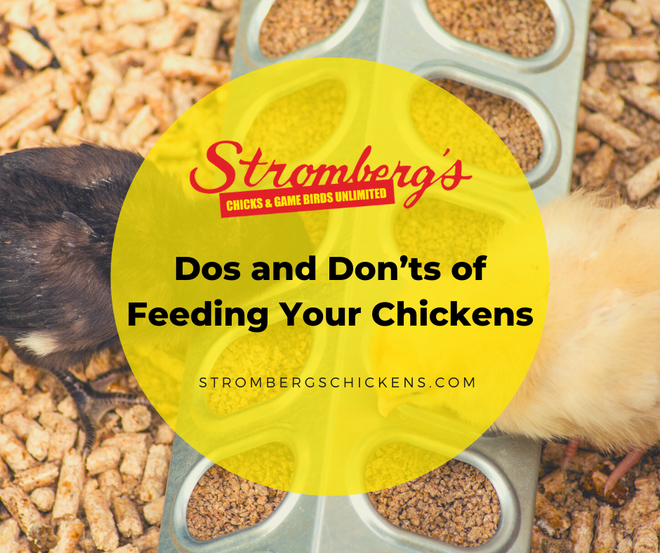 Dos and Don'ts of Feeding Your Chickens - Strombergs