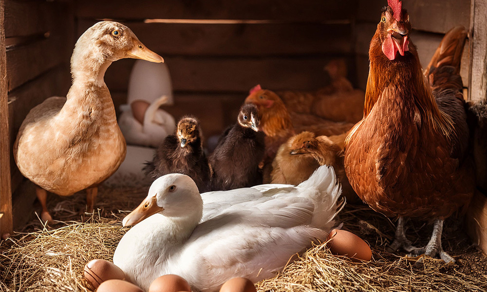 ducks-and-chickens-with-eggs.jpg