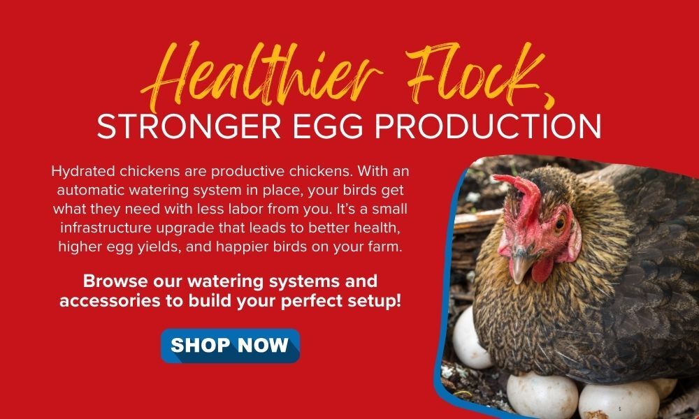 Healthier Flock