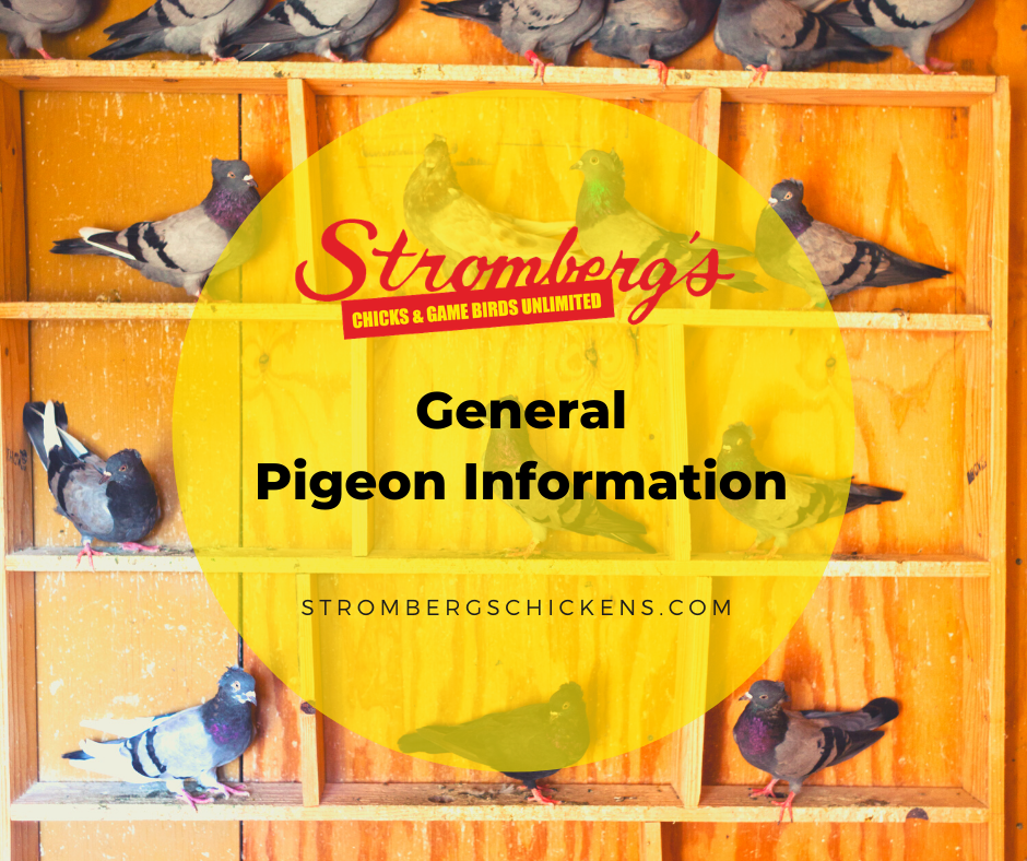 General Pigeon Information