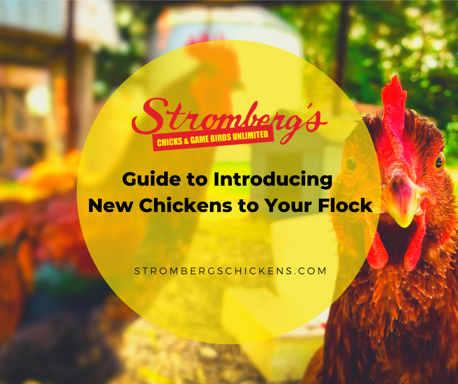 Guide to introducing new chickens to your flock
