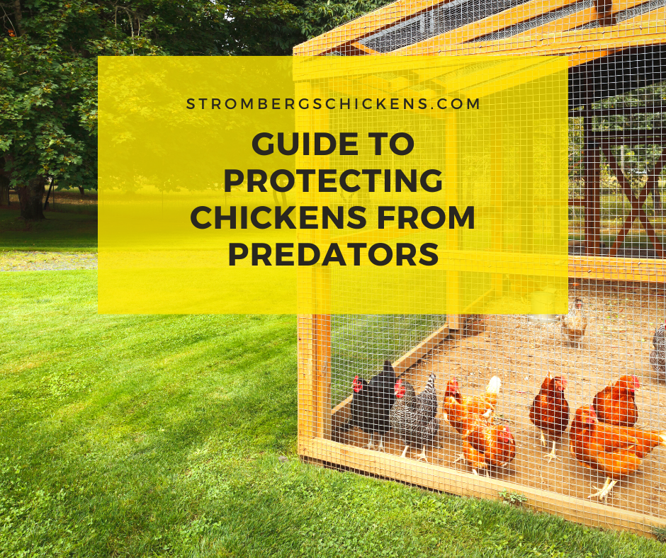 Guide to Protecting Chickens from Predators - Strombergs