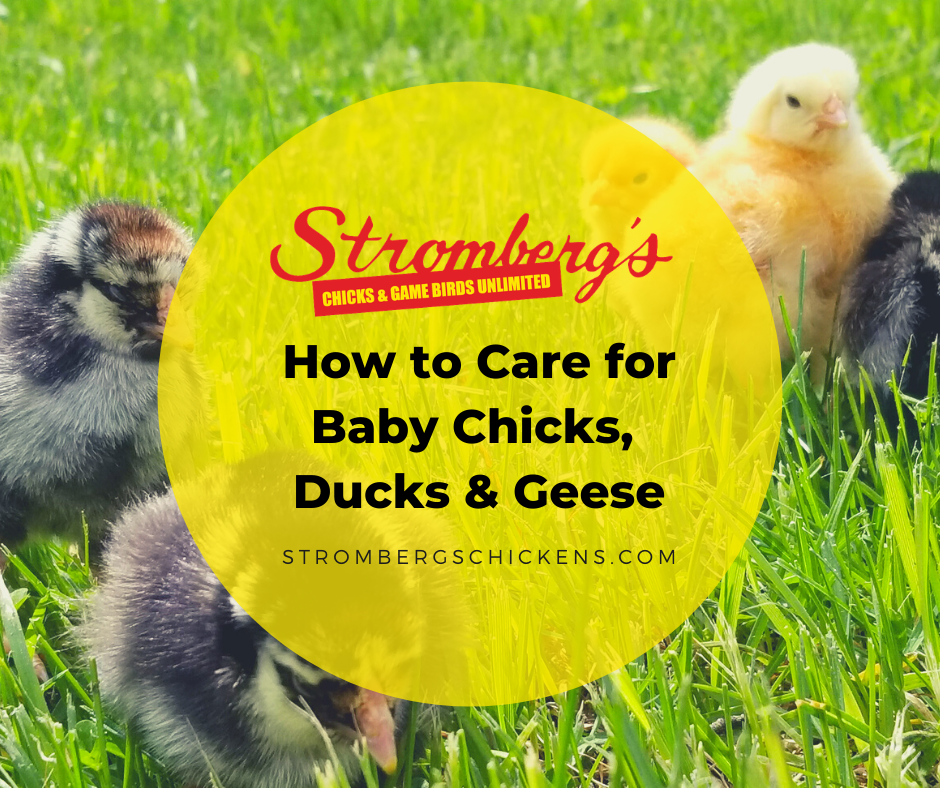 How to Care for Baby Chicks, Ducks, & Geese - Strombergs