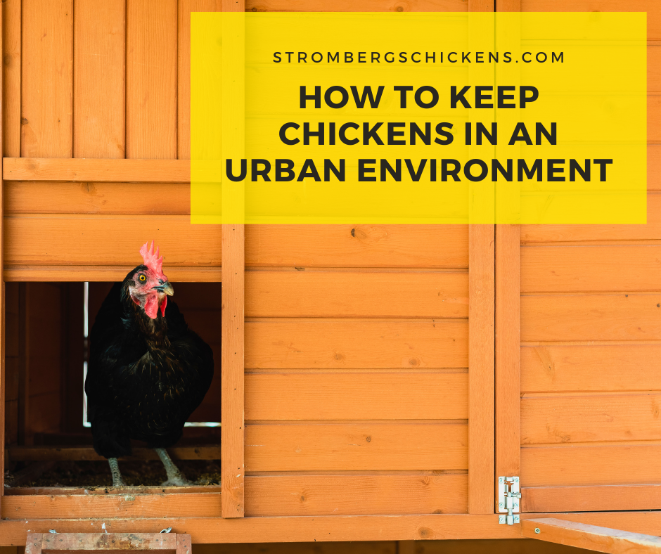 How to Keep Chickens in an Urban Environment