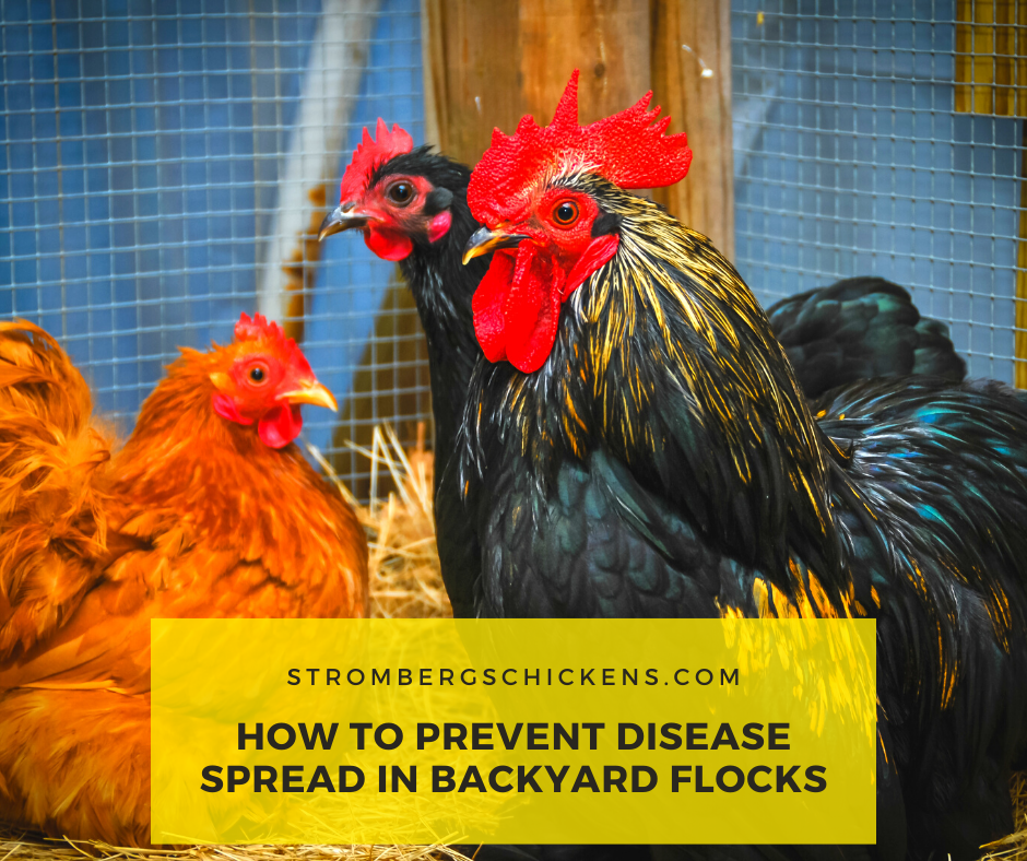 How to Prevent Disease Spread in Backyard Flocks