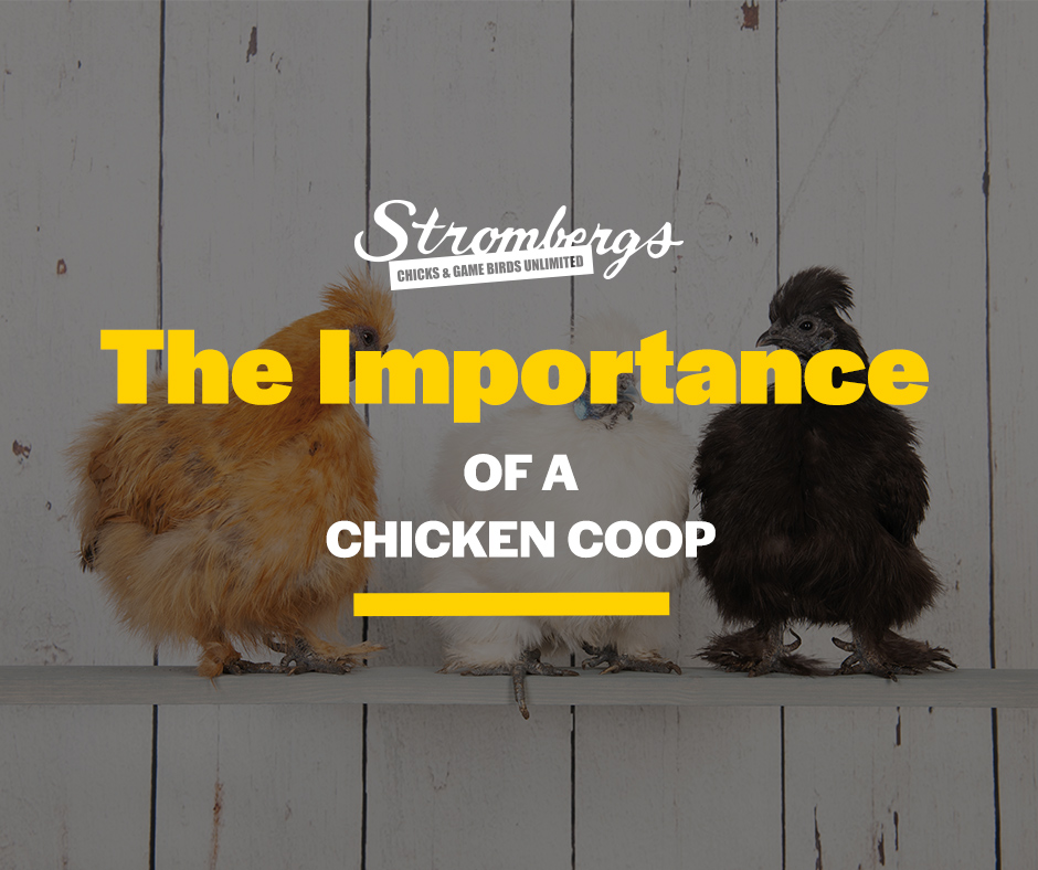 The Importance of a Chicken Coop