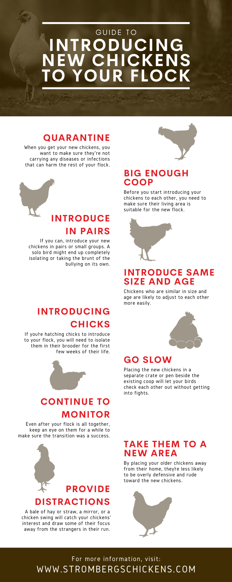 Infographic Guide to Introducing New Chickens to Your Flock 