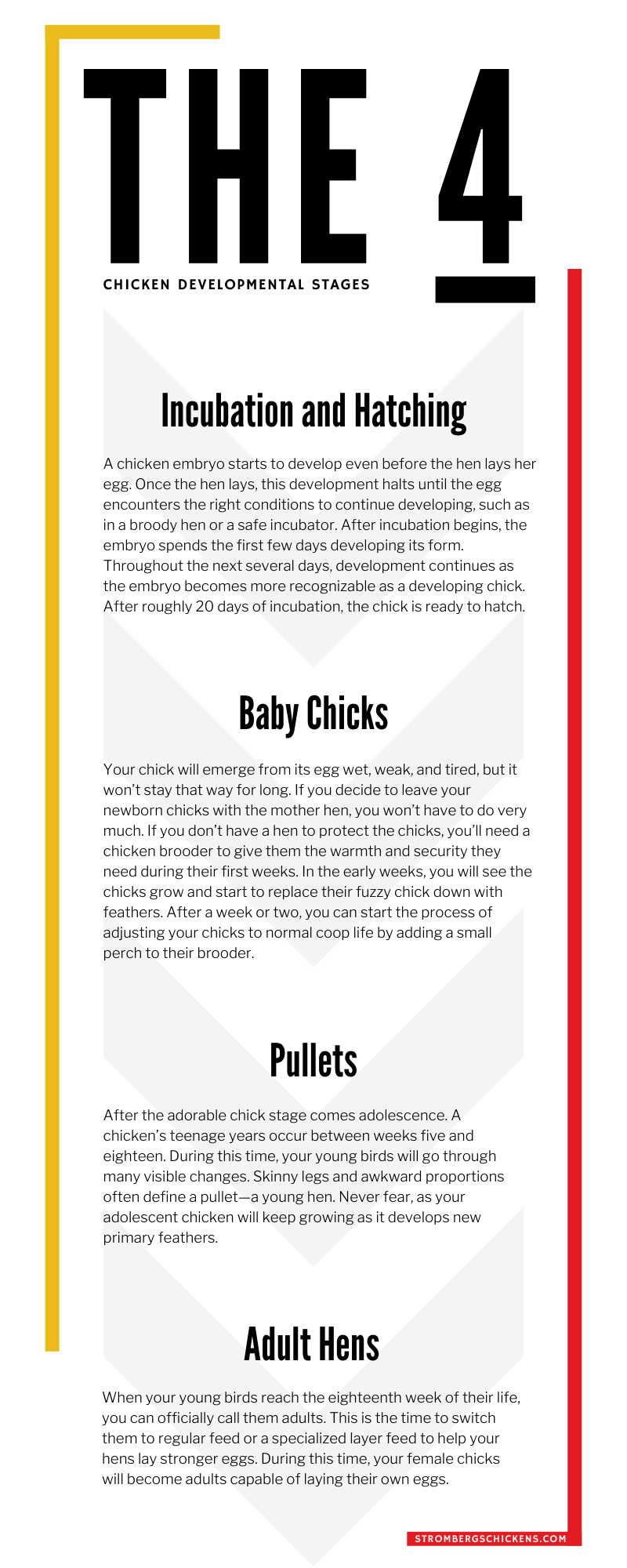 The 4 Chicken Developmental Stages
