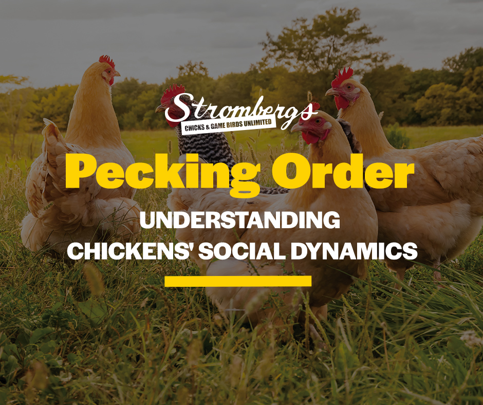Pecking Order: Understanding Chickens’ Social Dynamics
