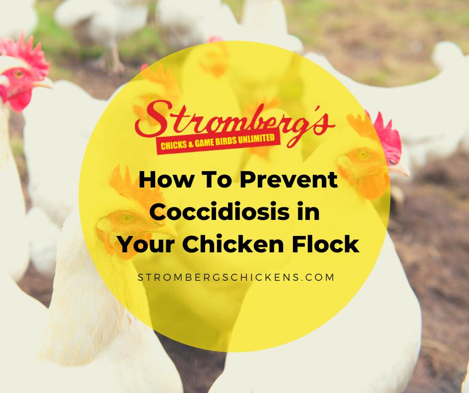 How to Prevent Coccidiosis in Your Chicken Flock
