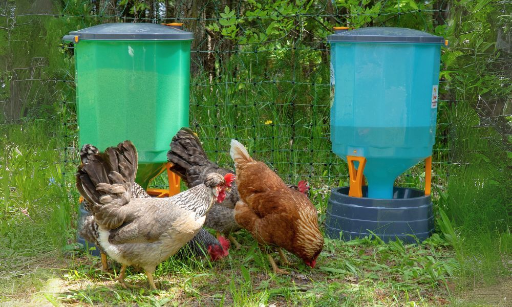 Poultry Feeders and Waterers