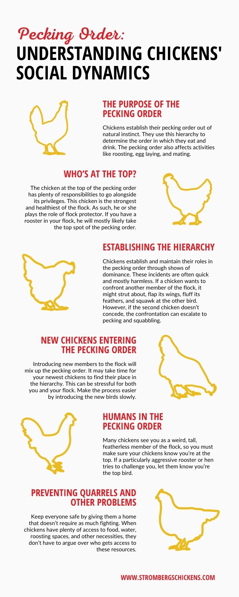 Pecking Order: Understanding Chickens’ Social Dynamics