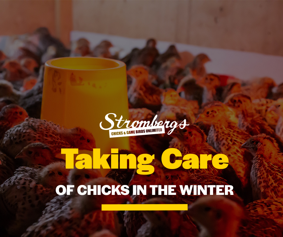 Taking Care of Chicks in the Winter
