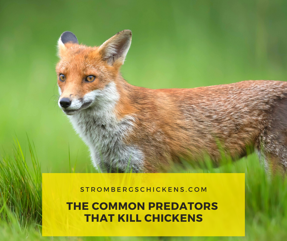 The Common Predators that Kill Chickens