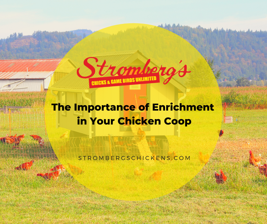 The Importance of Enrichment in Your Chicken Coop