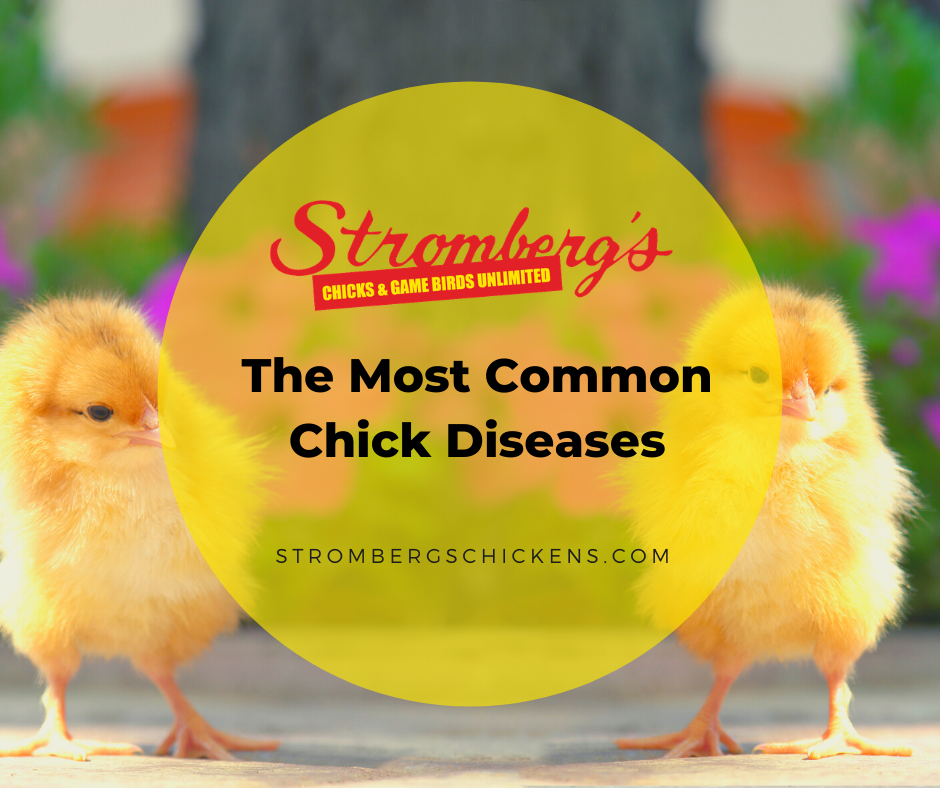 The Most Common Chick Diseases