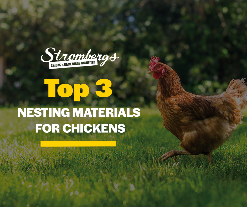 Top 3 Nesting Materials For Chickens