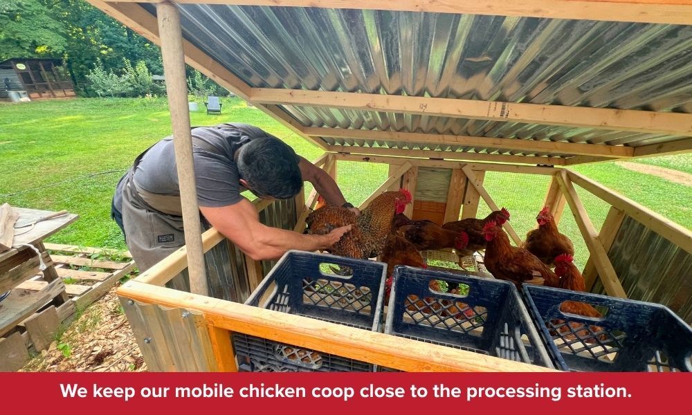 Bird Processing