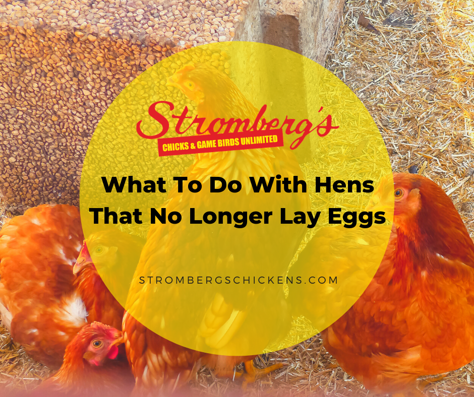 What to do with Hens That No Longer Lay Eggs